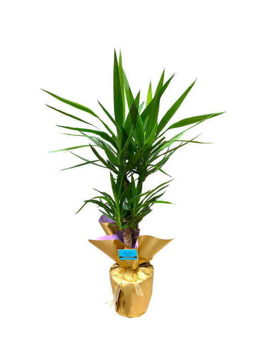 2’li Yucca