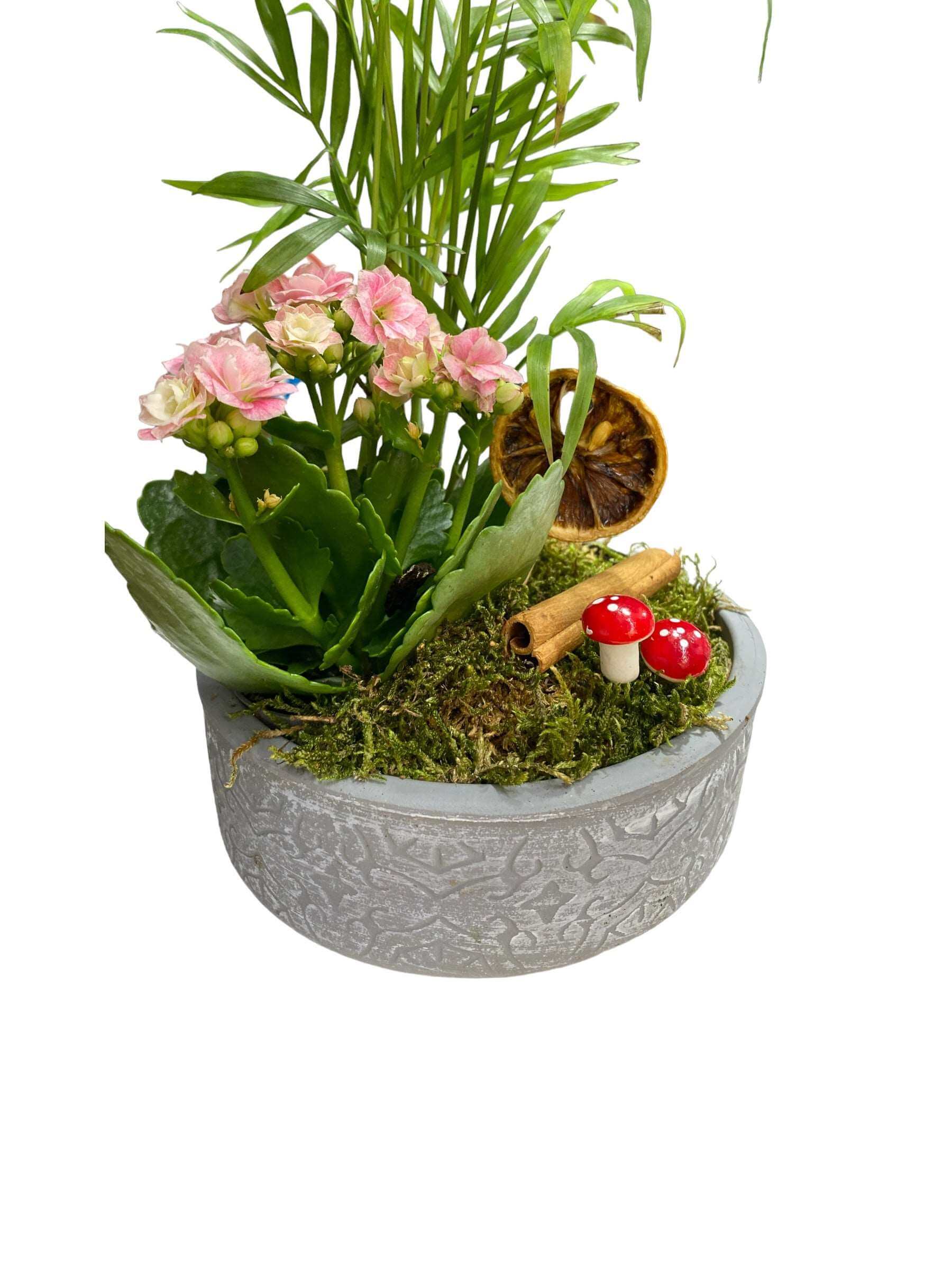 Beton Saksıda Kalanchoe ve Chamaedore